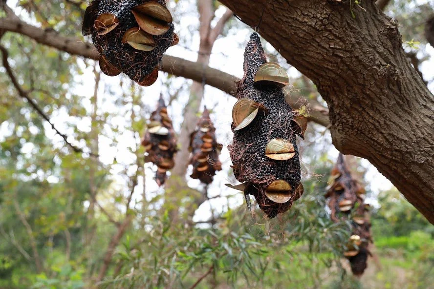 Nicole banksia.jpg
