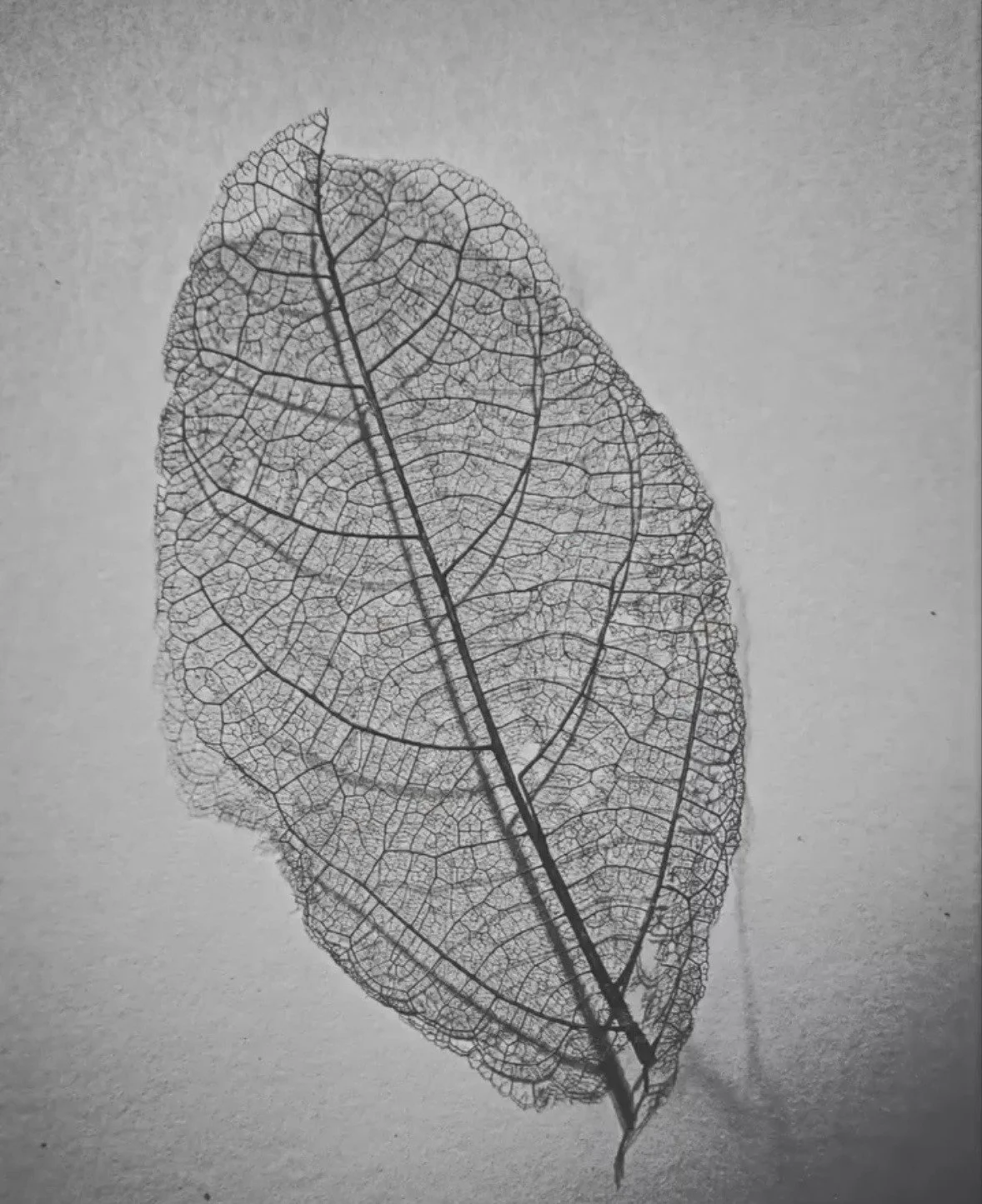 Shannon leaf.jpg