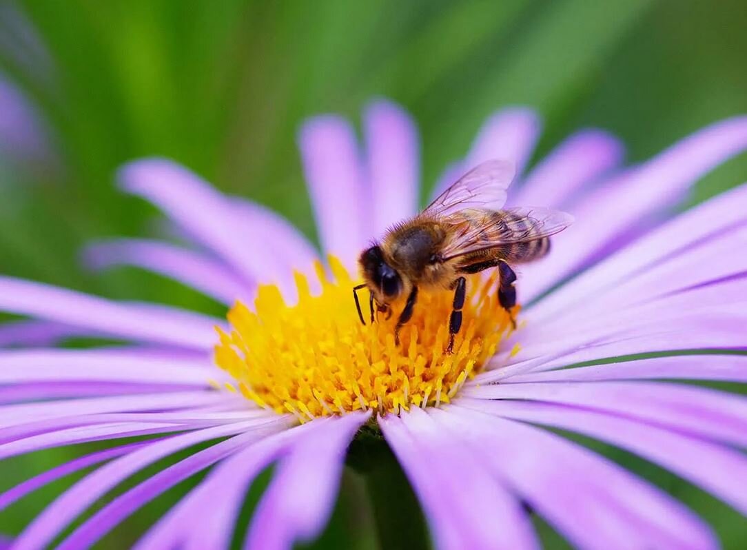 Bees on daisy Living Senses Design Australia.JPG