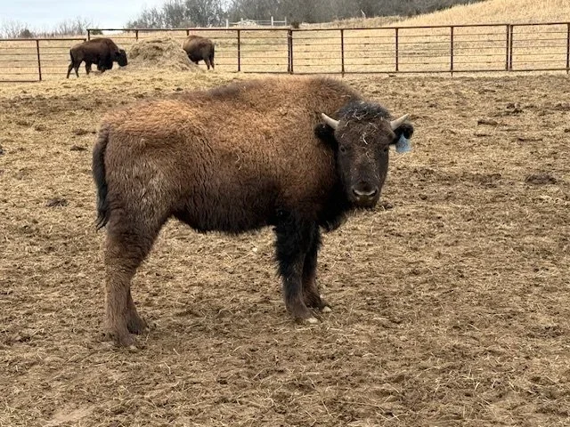 For Sale: Top-Selection Bison