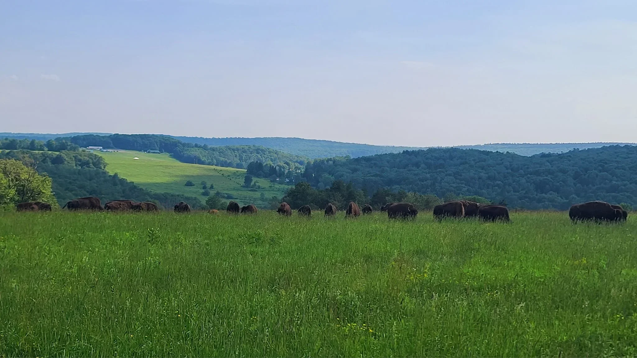 For Sale: Surplus Livestock