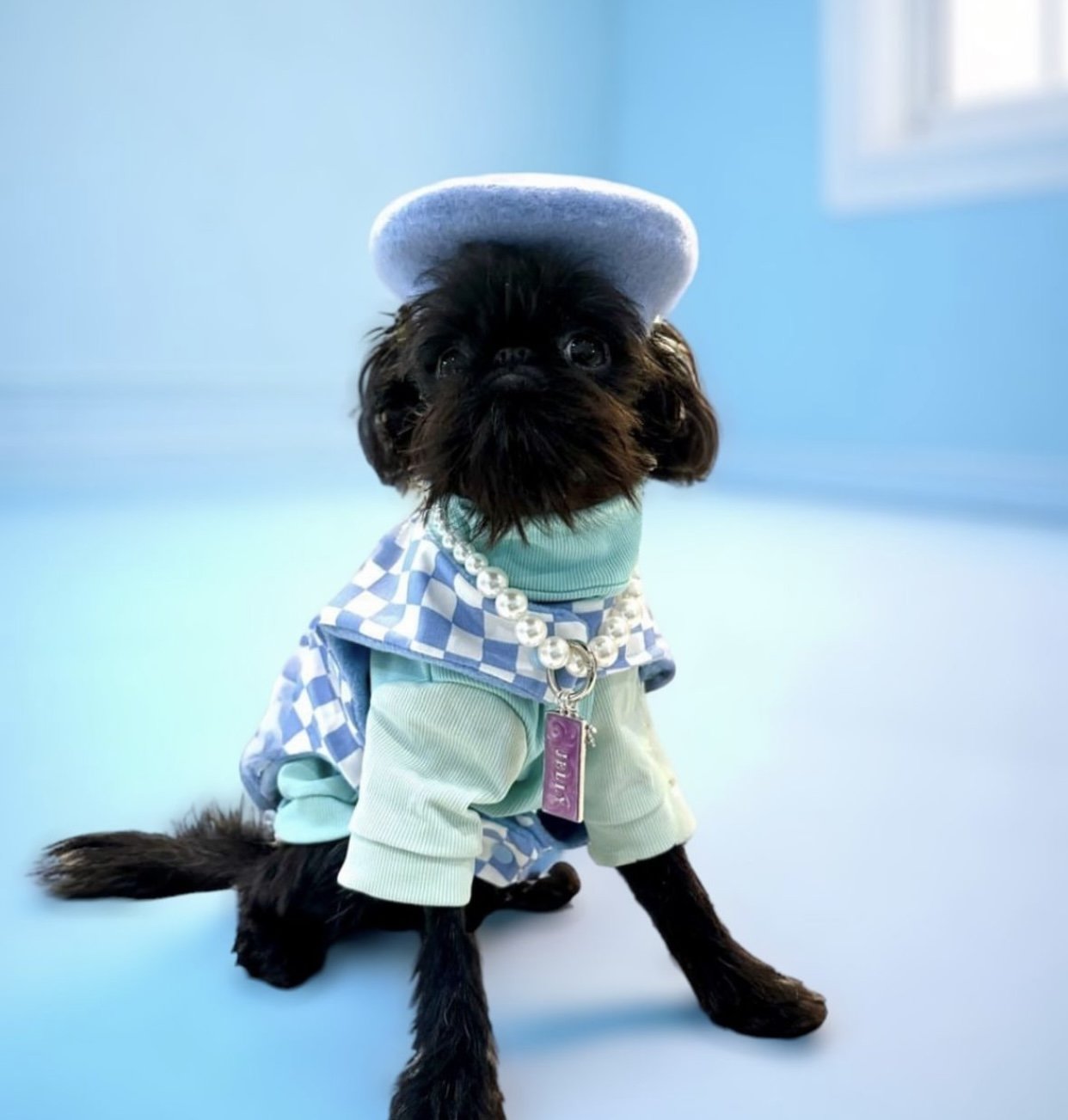 blue and white checker print pet coat snap on over harness