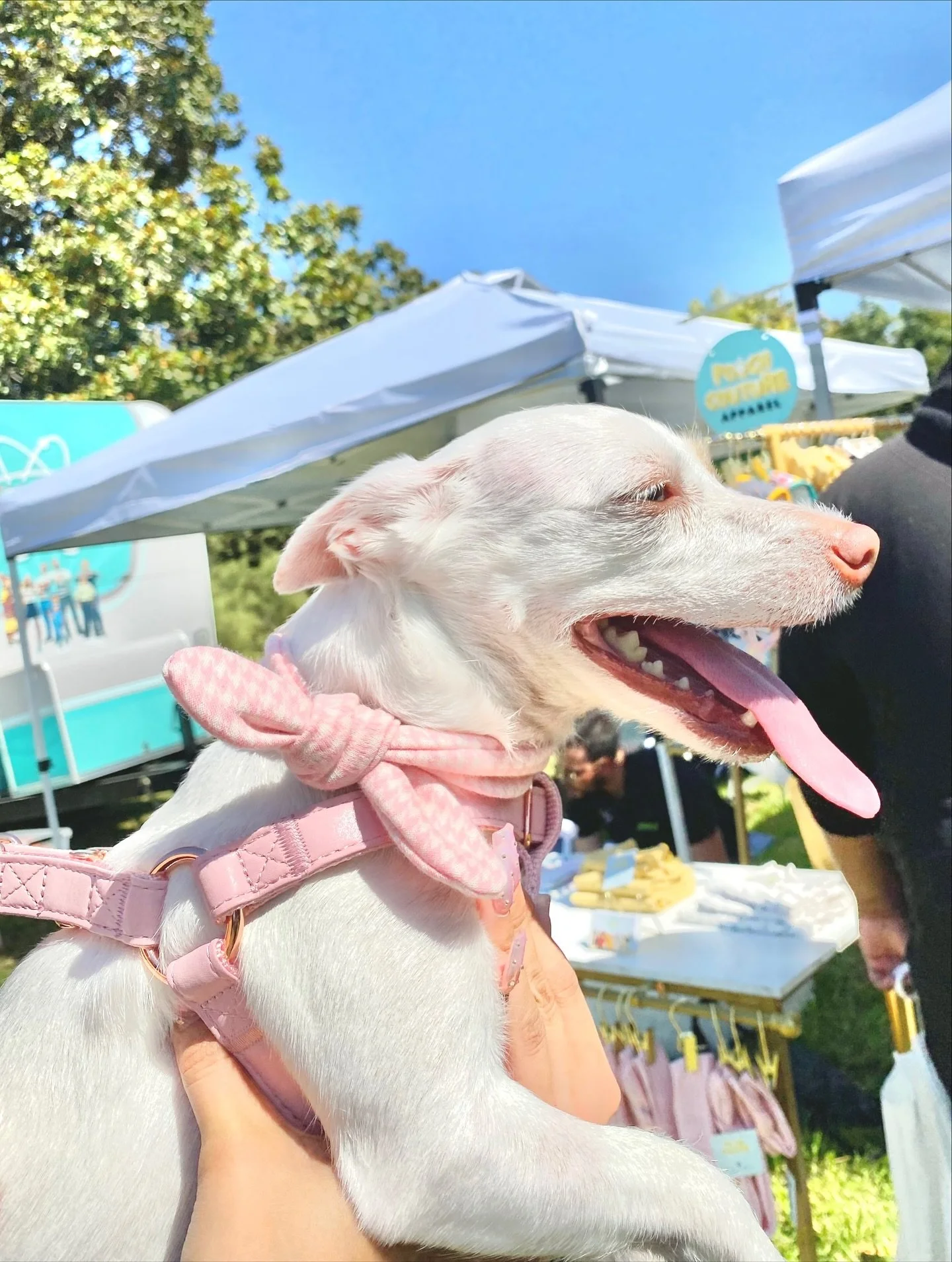 Thanks to everyone that stopped our booth at @sj_bark_in_the_park 

See you at the next event&gt;&gt;&gt; 9/27 Corgi Con @thecorgicon 
.
.
.
.
.
.
.
.

#handmadedogclothes #bayareabusiness #dogapparel #petapparel #petshirt #dogshirt #puppyclothes #ca