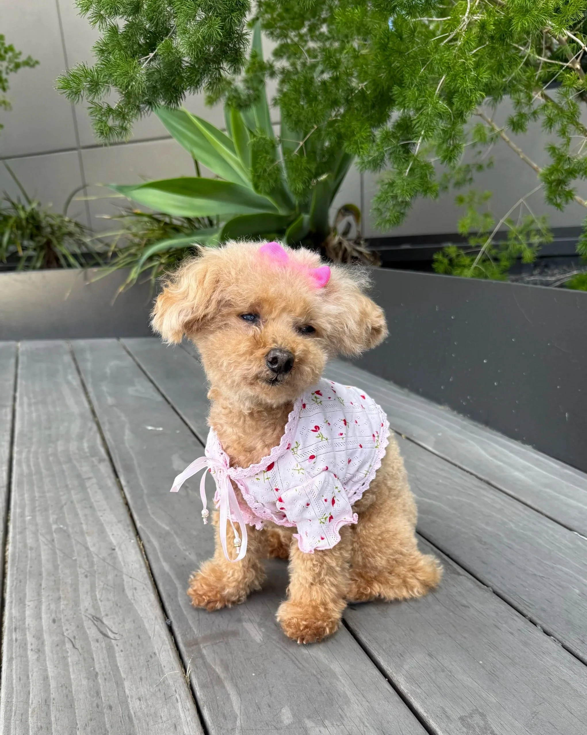 brown toy poodle wearing a cute pink floral print coquette dog cropped cardigan with lettuce edge sleeves and pink lace trims and a pink ribbon neck tie.