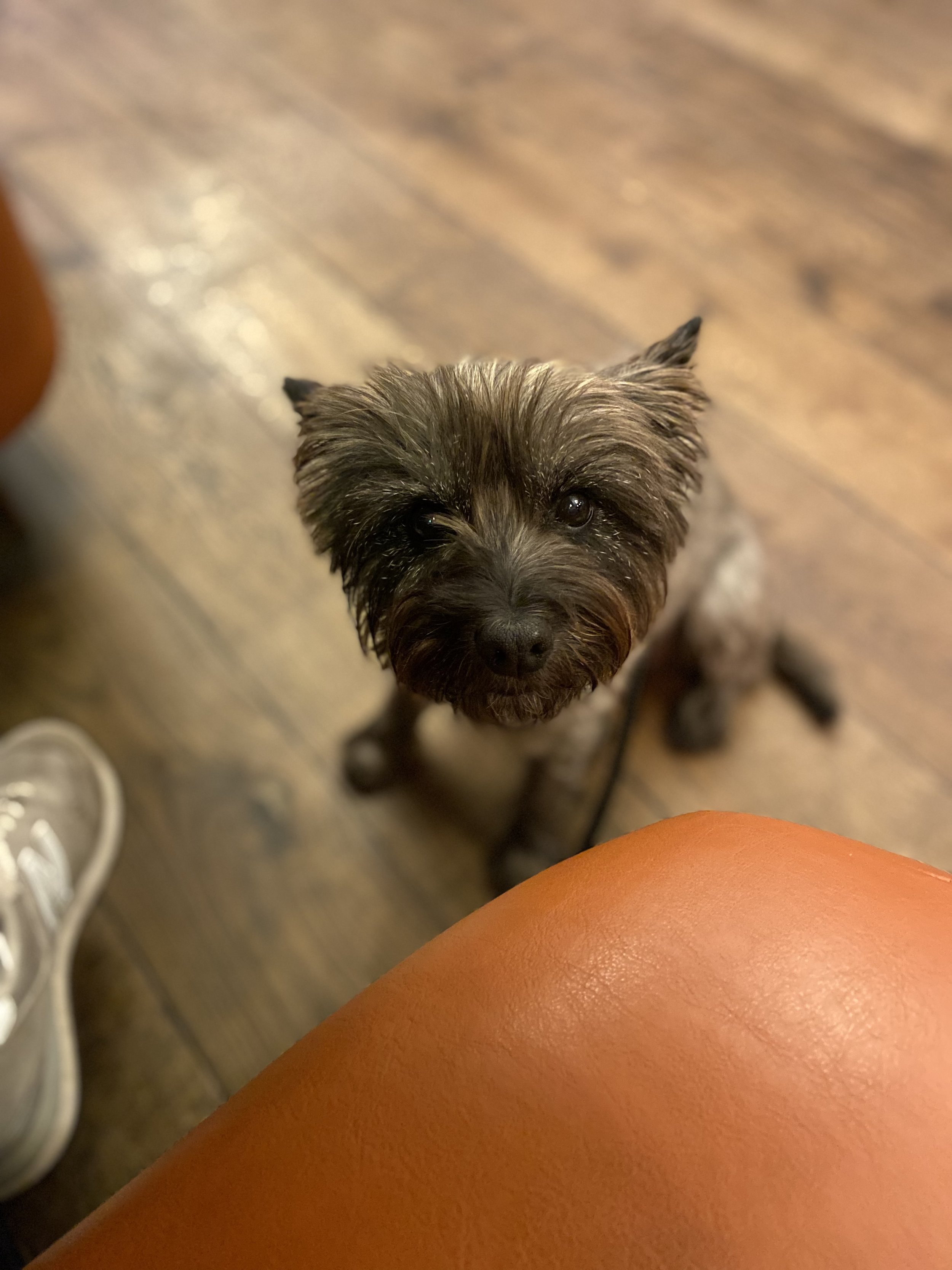 Happy Birthday Pip! — Oldmangrey.com