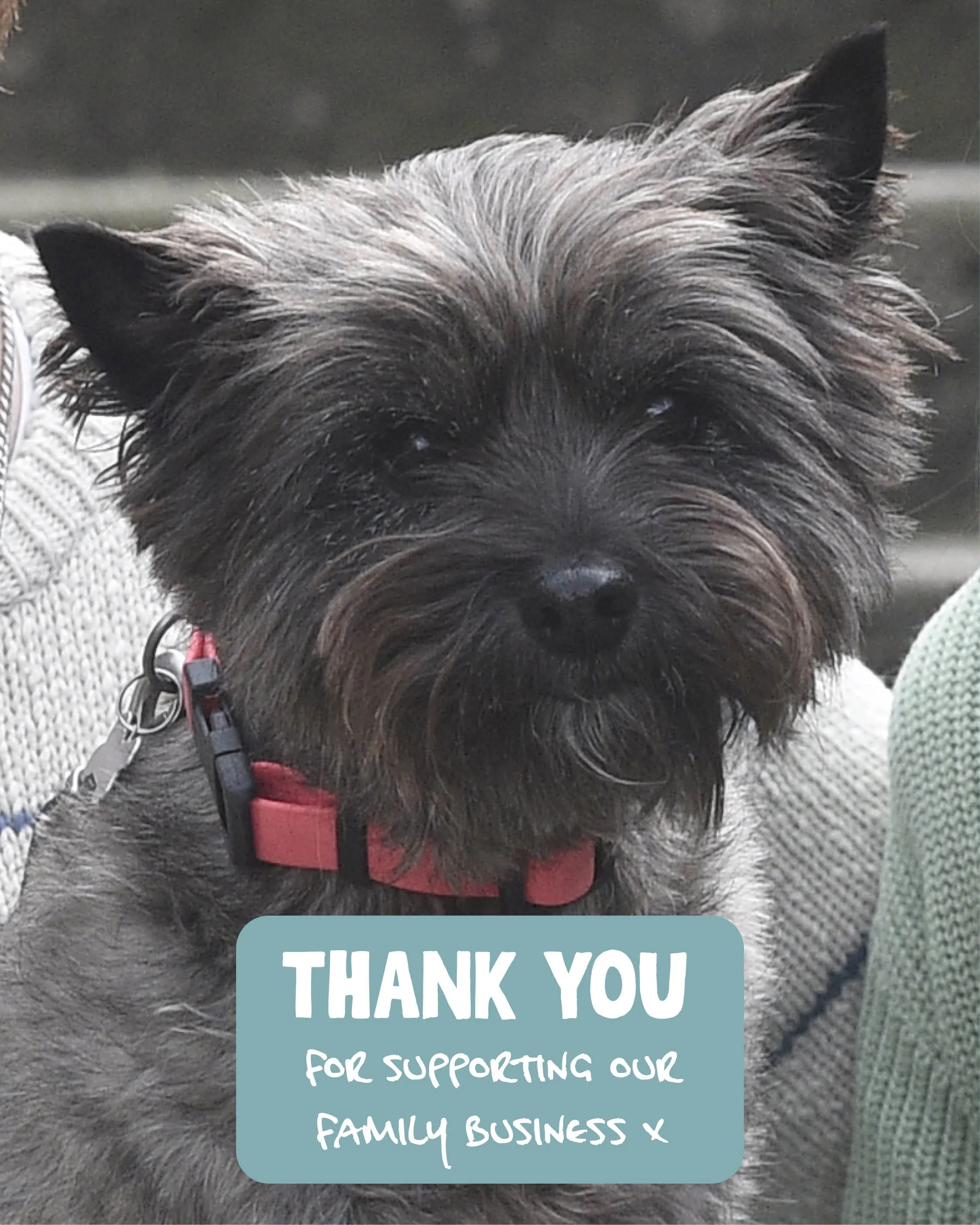 A close up photo of our gorgeous Cairn Terrier Pip, with her dark brown shiny eyes & wee black button nose. Wearing a pink collar, text below reads thank you for supporting our family business.