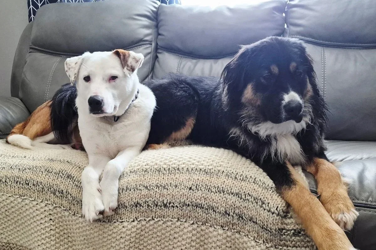 Saving Lives, One Paw at a Time: E.A.R.S. Looks Ahead to 2026