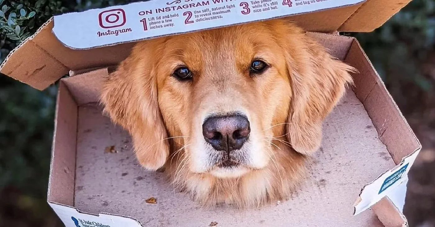 Pizza Sale Supports SPCA Mission