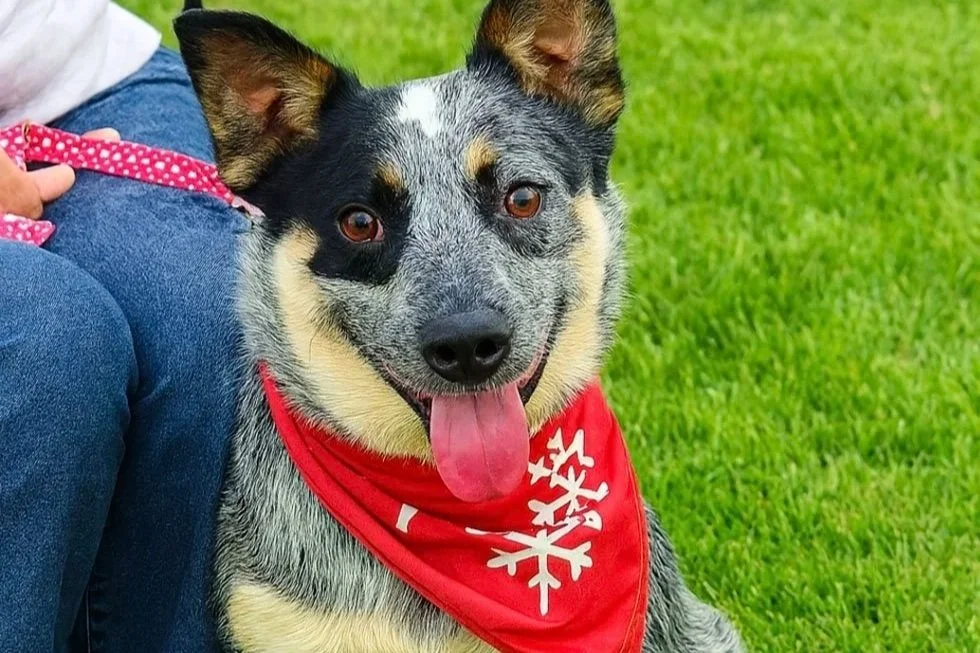 Phoenix Humane Society Receives $74,780 ASPCA Grant to Expand Kennels and Isolation Housing in Cattaraugus County