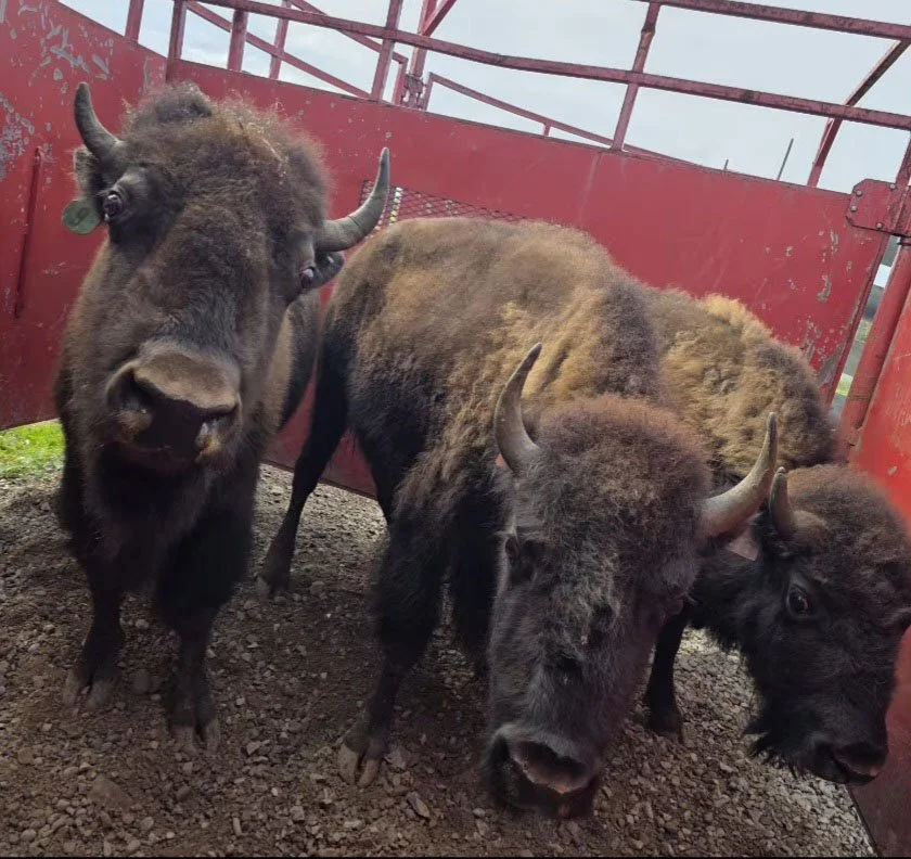 Local Bison Farm Keeps a Western New York Tradition Moving