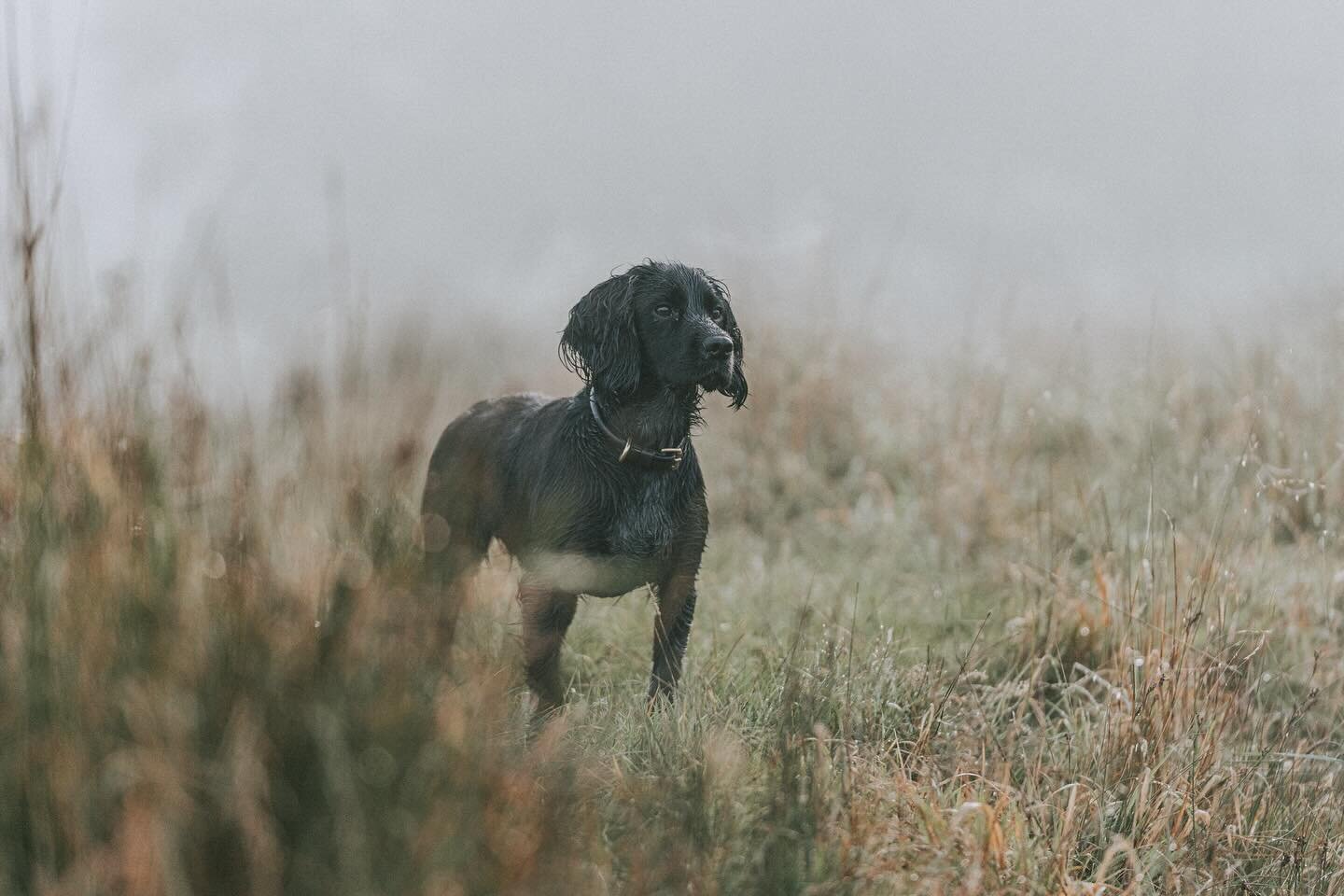 Our bestest girl is finally starting to understand her role is to be the model on all of her walks 🐶

#evielewisphotography #equinephotography #horsephotographer #equinephotographer #horsephotography #equestrianlifestyle #Horselifestyle #equinelifes