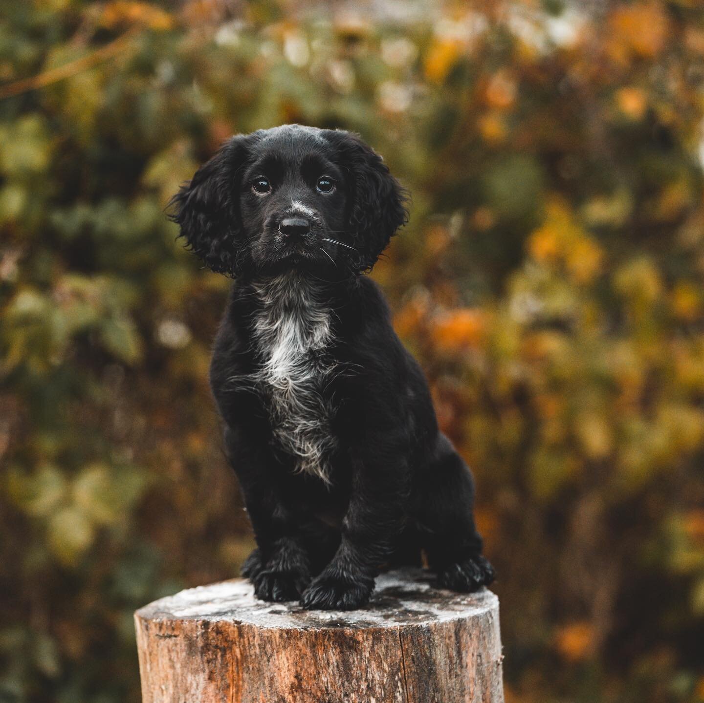 Say hello to the newest ELP clan member 🐶 

This is Fig&hellip; aka Figlet, Dark Destroyer or Figgy Pudding 💕 She is the most gorgeous and loving cocker spaniel&hellip; although her gnashes are still those puppy razor blades 🫣 I&rsquo;m not going 