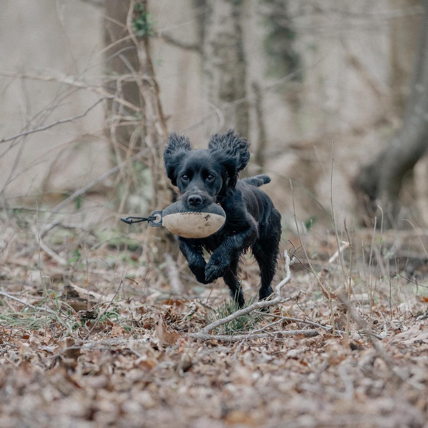 Oh Fig, you really are my bestest girl ❤️ my first dabble in gun dog photography and boy is it HARD! But I&rsquo;m happy with these snapshots of Figlet Wiglet in action. ⭐️