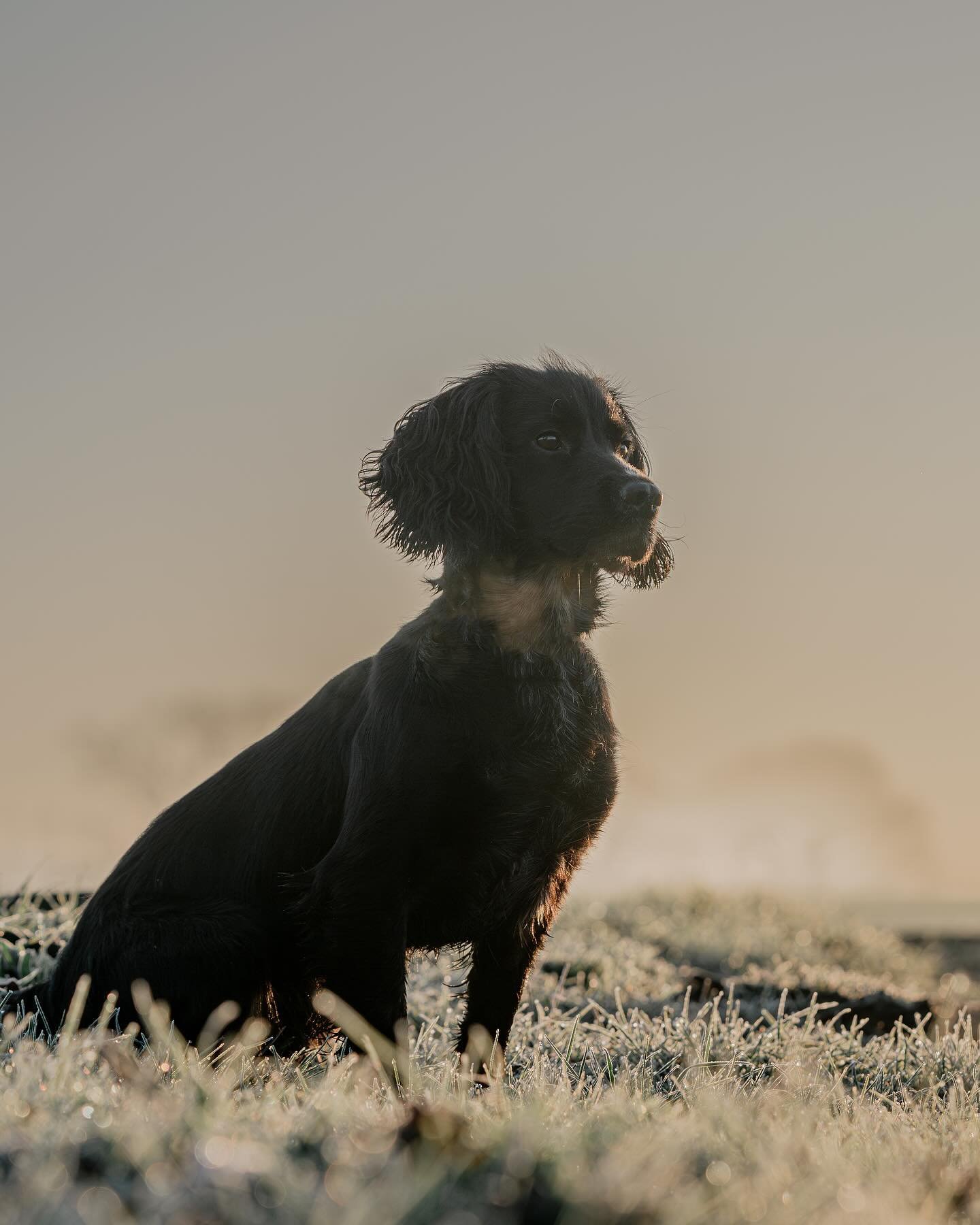A favourite photo from the archives. I know I&rsquo;m biased as she&rsquo;s my baby girl but the frost was just beautiful ❤️ 

#gundogphotography #evielewisphotography