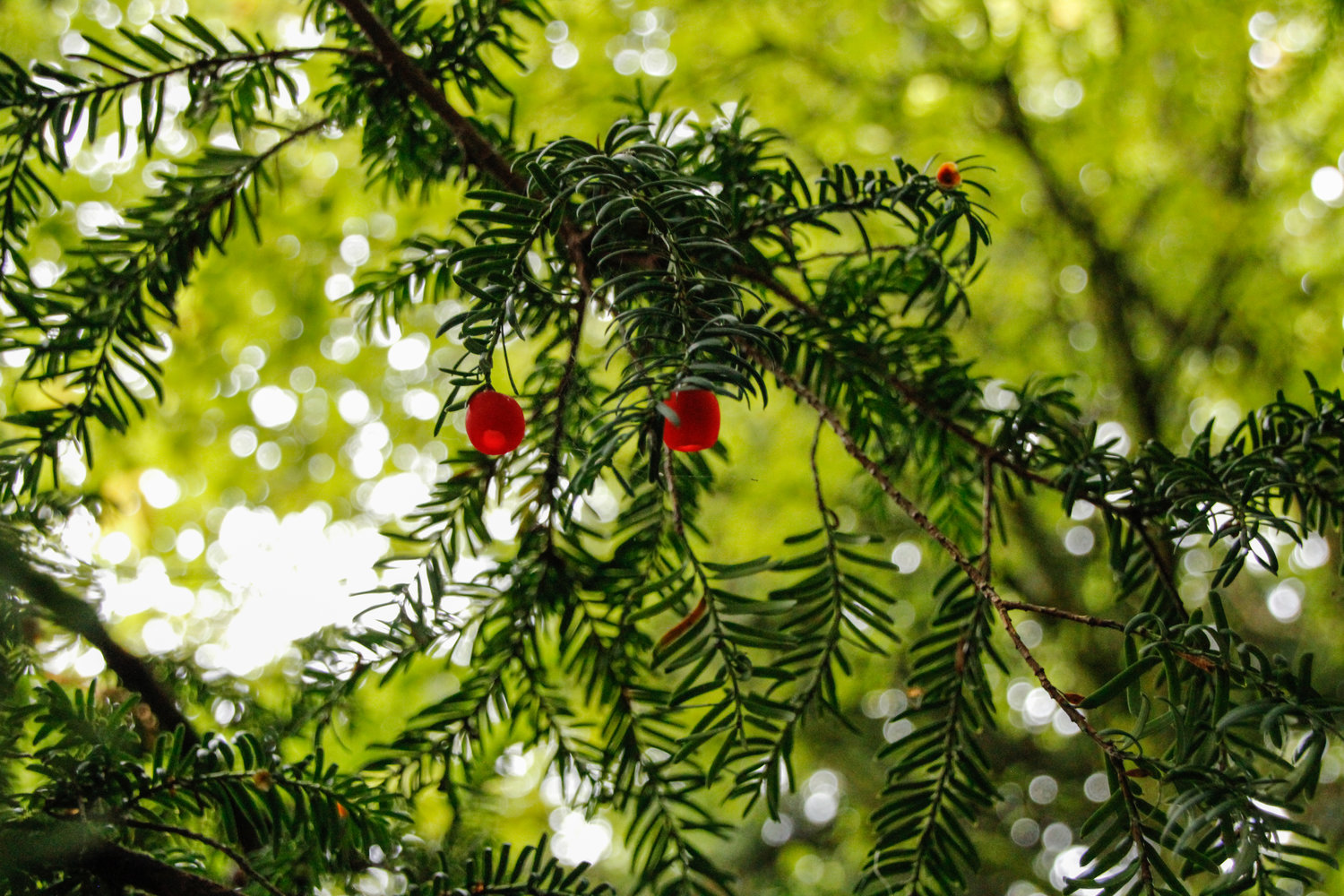 Nature Therapy Online (Ecotherapy Podcast)