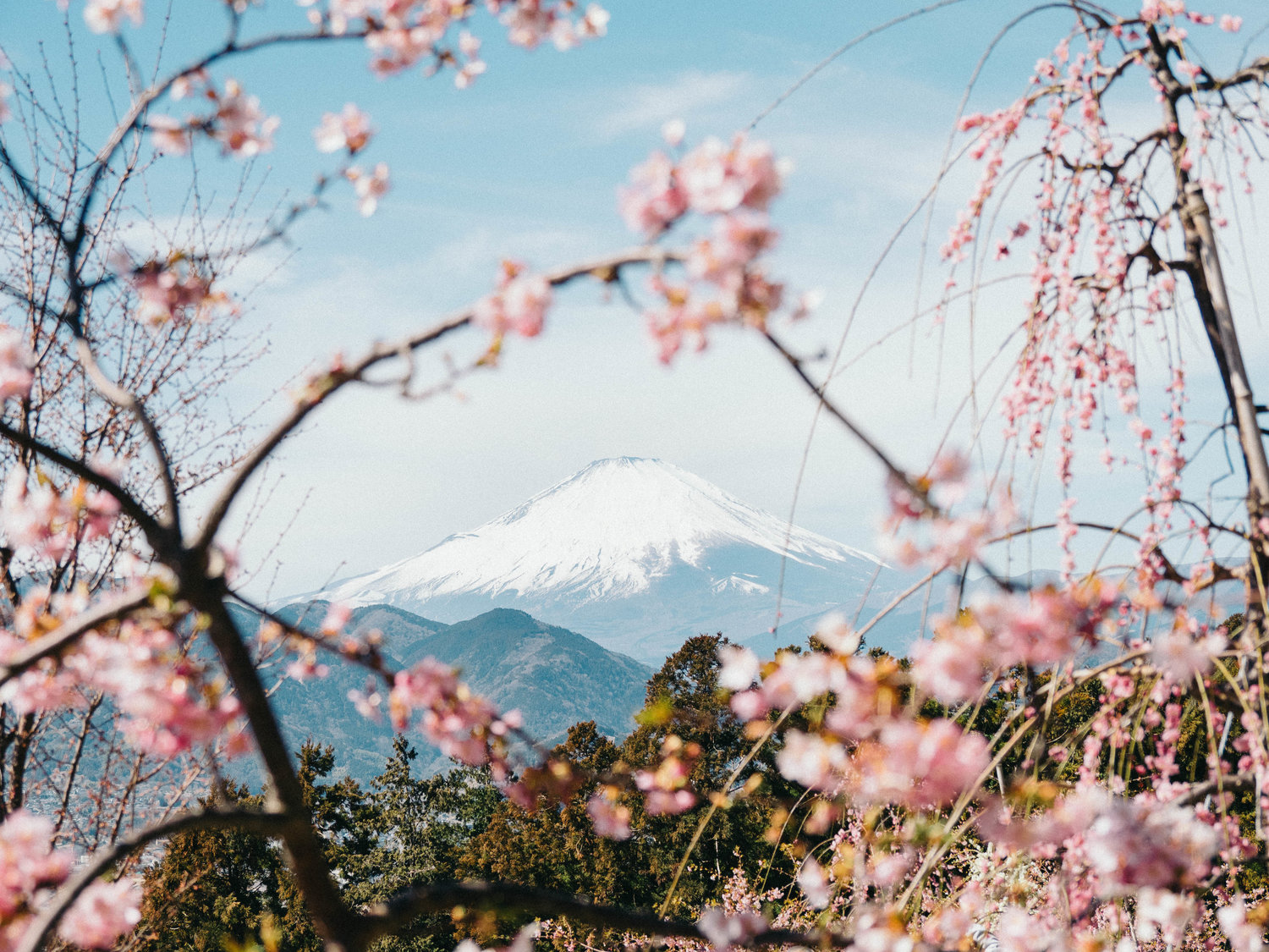 Nature Therapy Online (Ecotherapy Podcast)