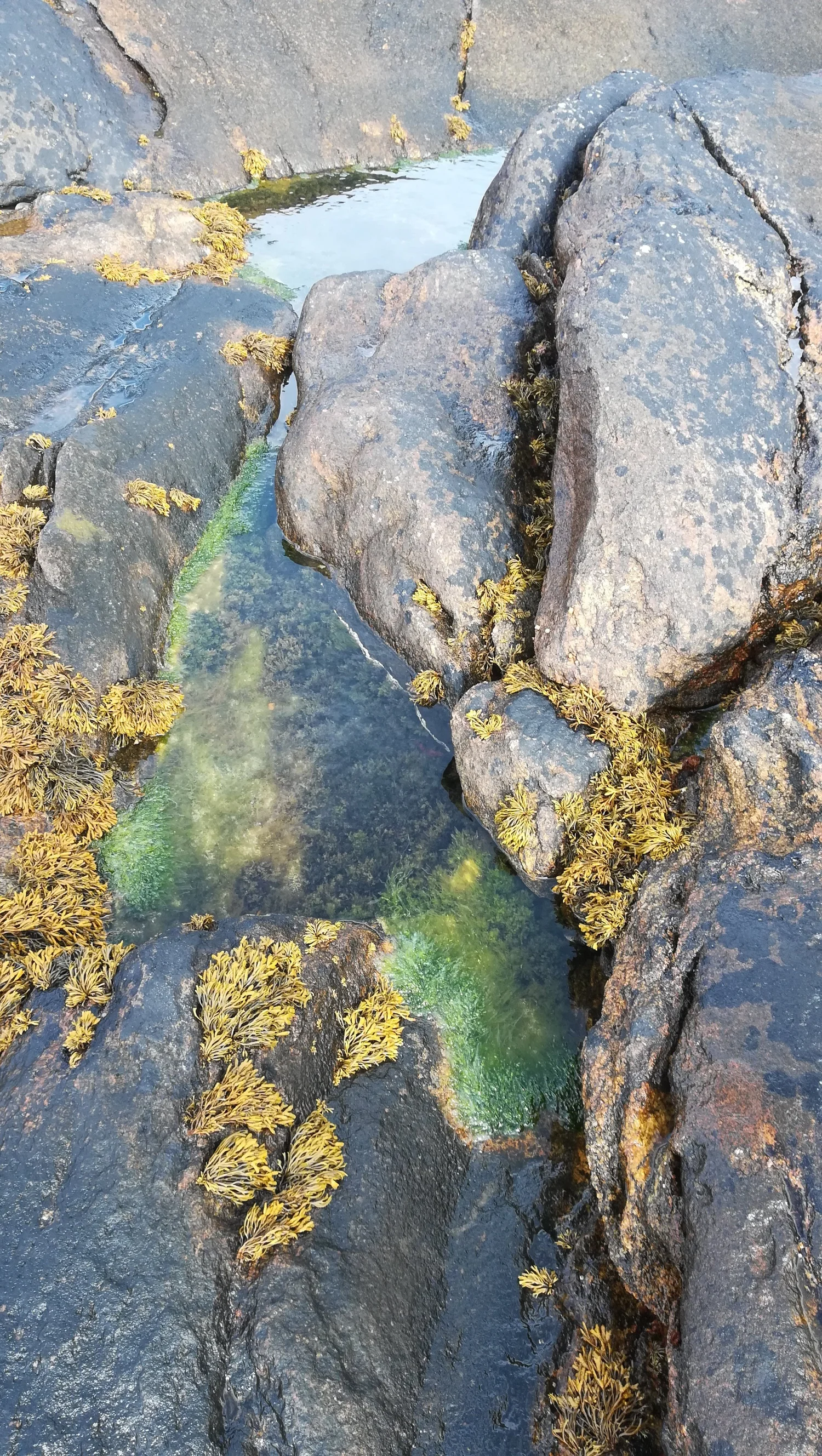 Nature Therapy Online (Ecotherapy Podcast)