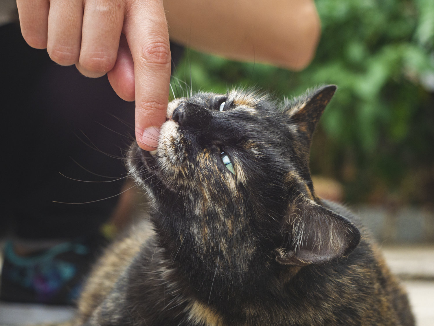 Nature Therapy Online (Ecotherapy Podcast)