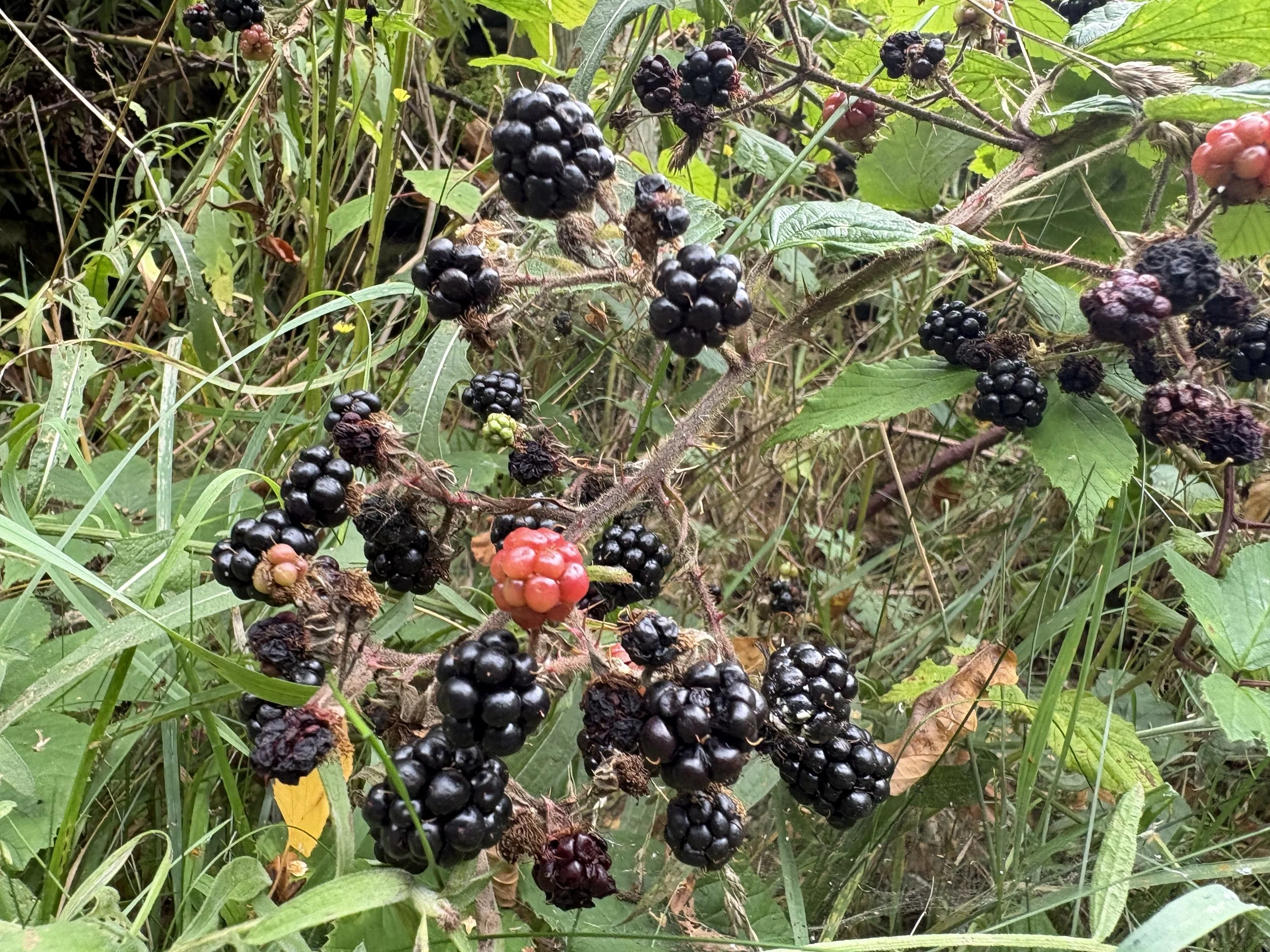 Sunlight and Blackberries (S3E1)