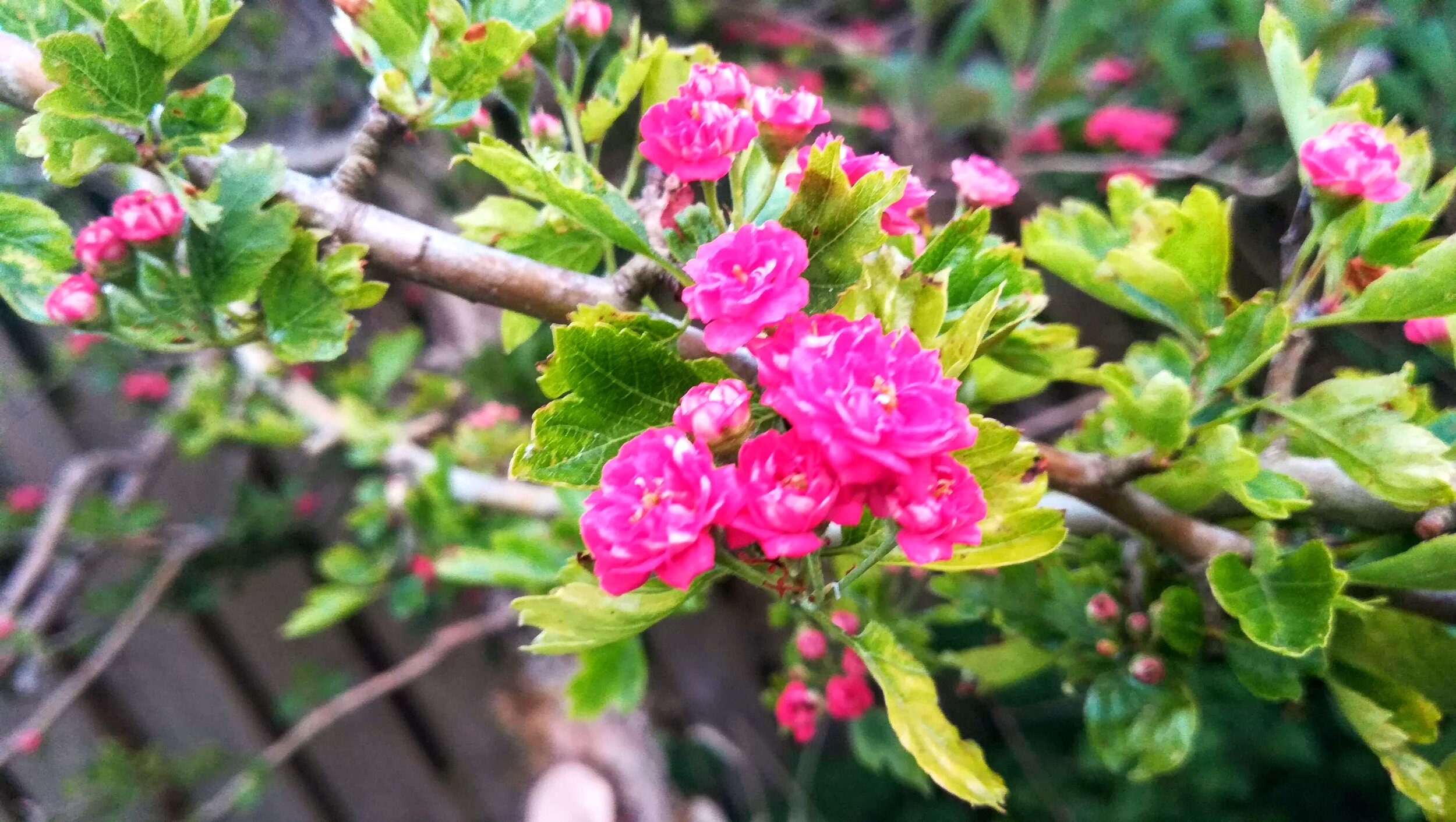hawthorn.jpg