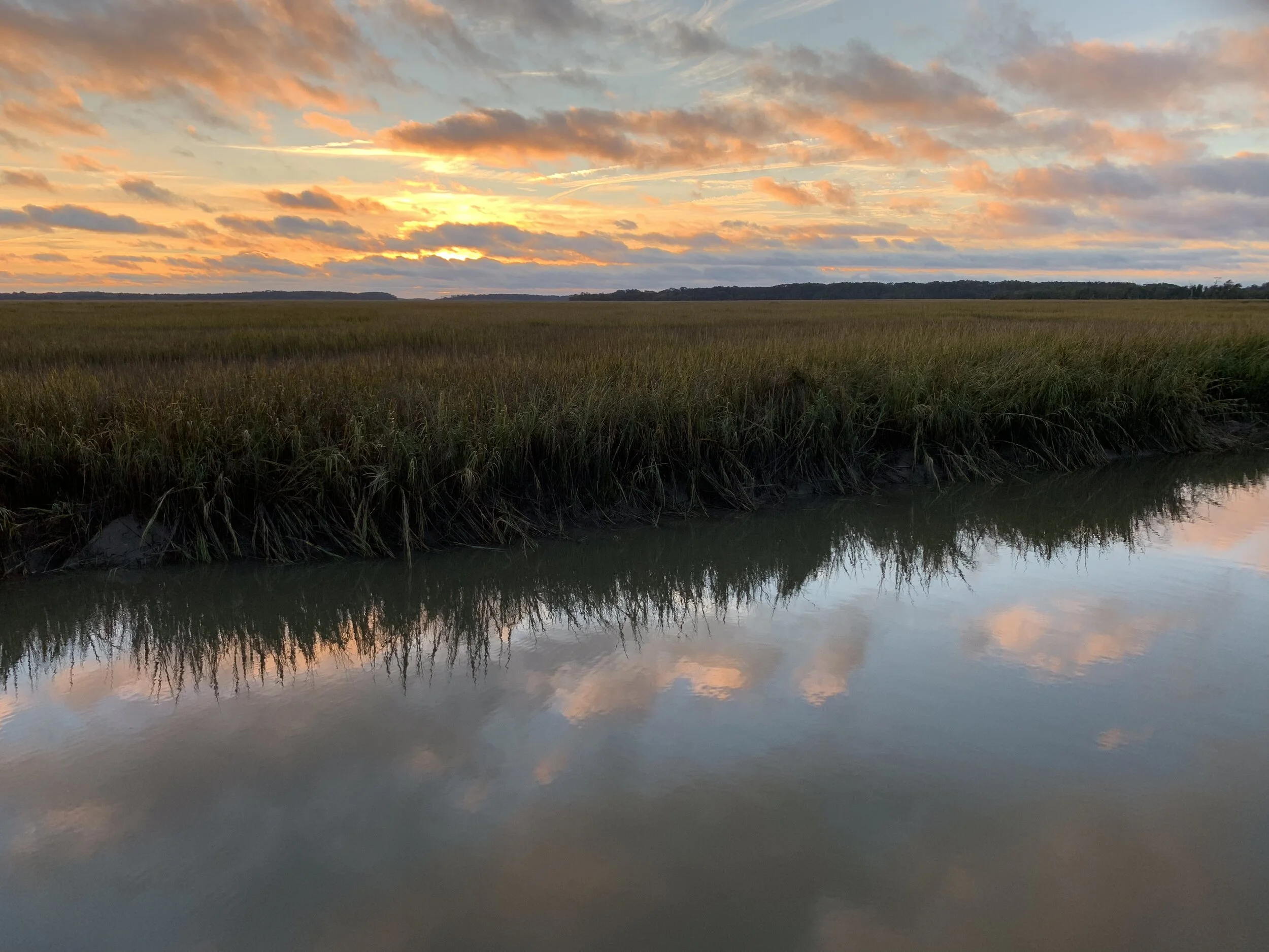 marsh shot.jpg