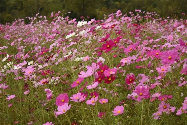 cosmos.jpeg