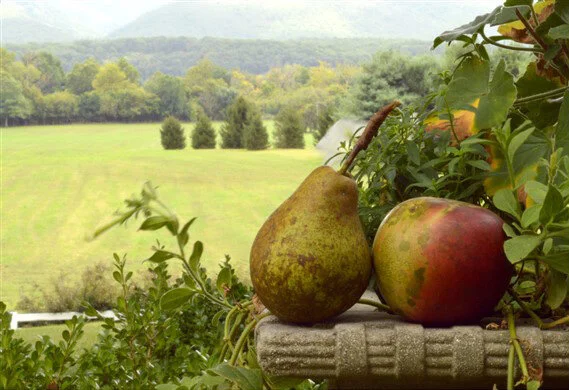 pears.jpg