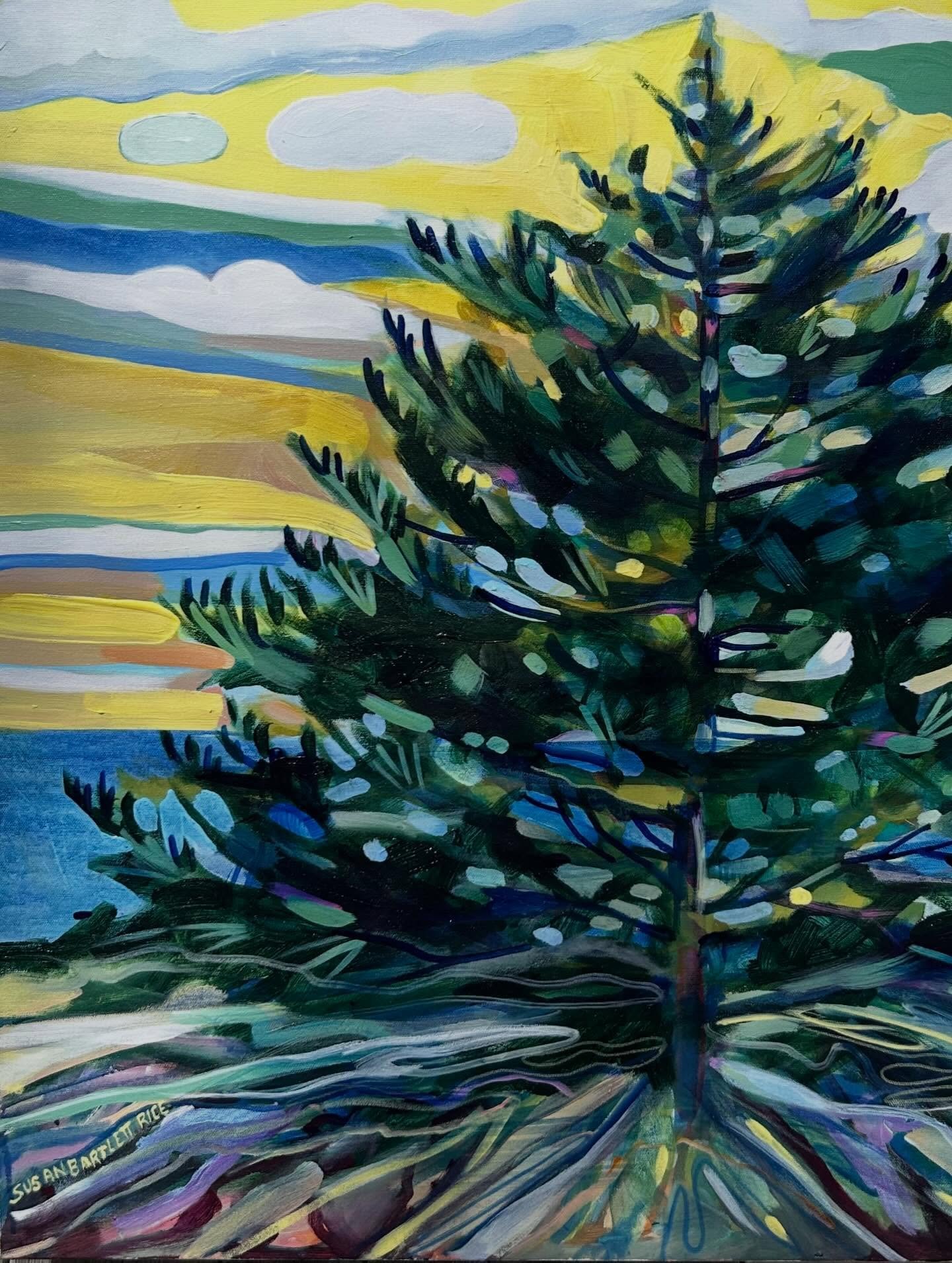 I always admired big singular trees at the coast whose roots are seemingly in the rocks. They stand out there through all the Winter elements, then breathe a sigh of relief when they make it to Spring.

Susan Bartlett Rice 
"Solitary Spruce&quot