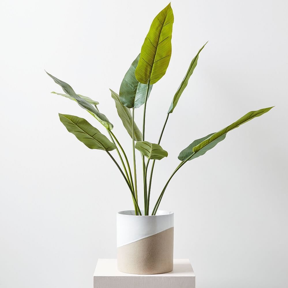 Plants are essential for human life - they help lower stress levels for better wellness, photo via @westelm
