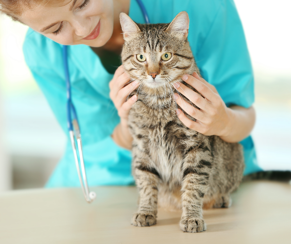 Spay & Neuter Prices — The Windsor/Essex County Humane Society