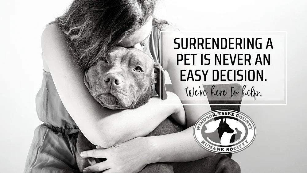 Surrender a Dog Near Me Find Resources and Support