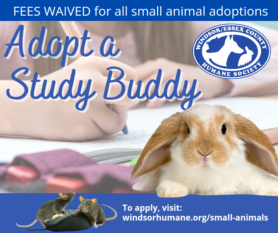 PAST EVENT - Adopt a Study Buddy - Adoption fees waived for small animal  adoptions during the month of September, 2022 — The Windsor/Essex County  Humane Society