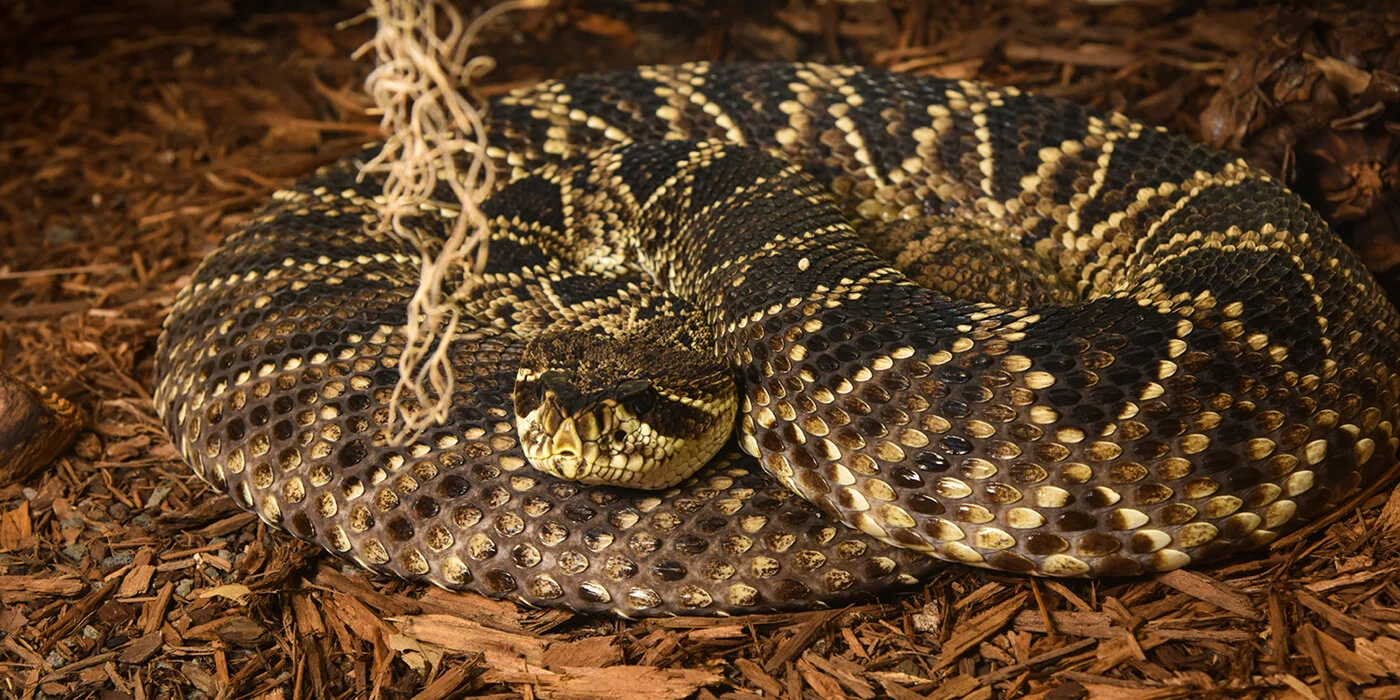 The Eastern Diamondback Rattlesnake. Credit: Smithsonian Institution