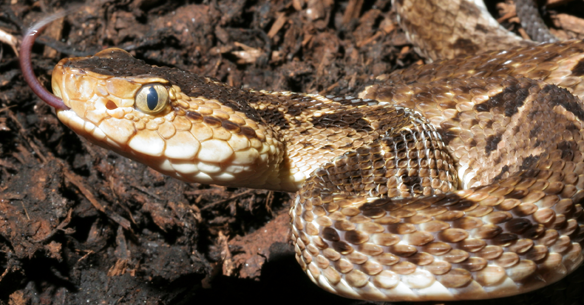 Bothrops Asper. Credit: Global Snakebite Initiative