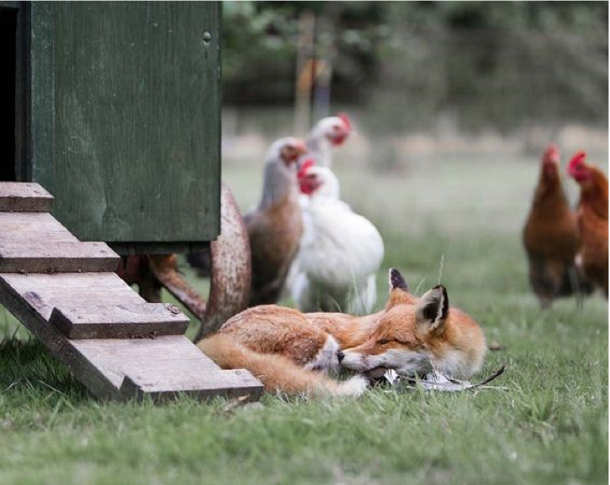 Who’s a Fox?