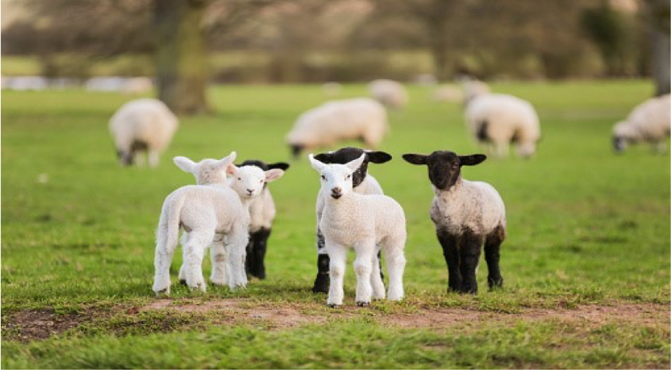 The Realm for the Little Flock