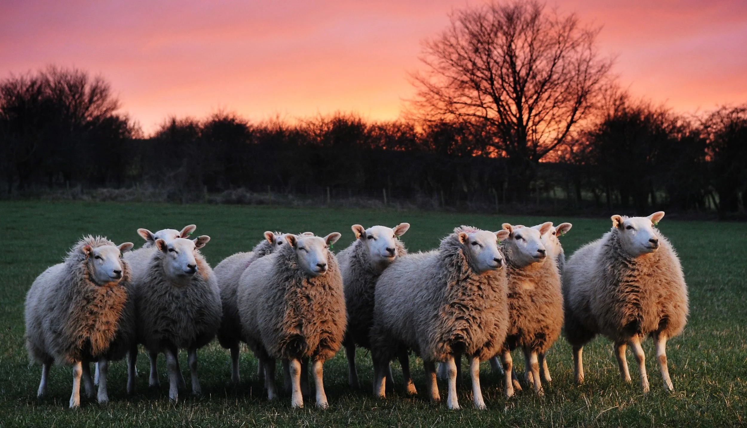 What Other Sheep?