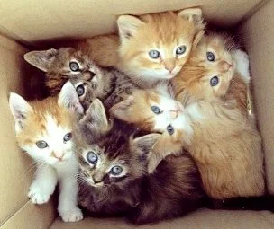 Like a Box of Kittens