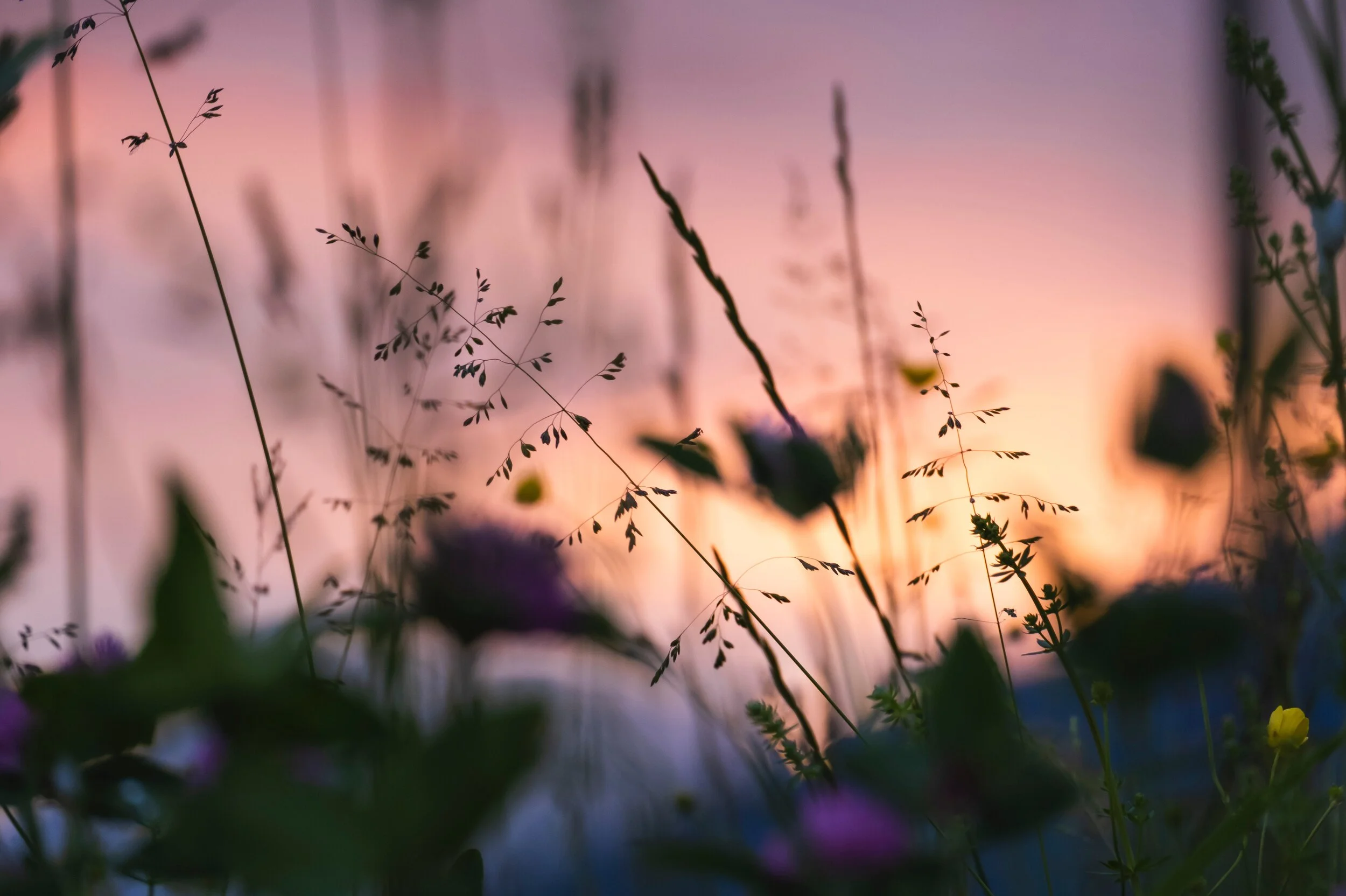 selective-focus-of-plants-2377965.jpg