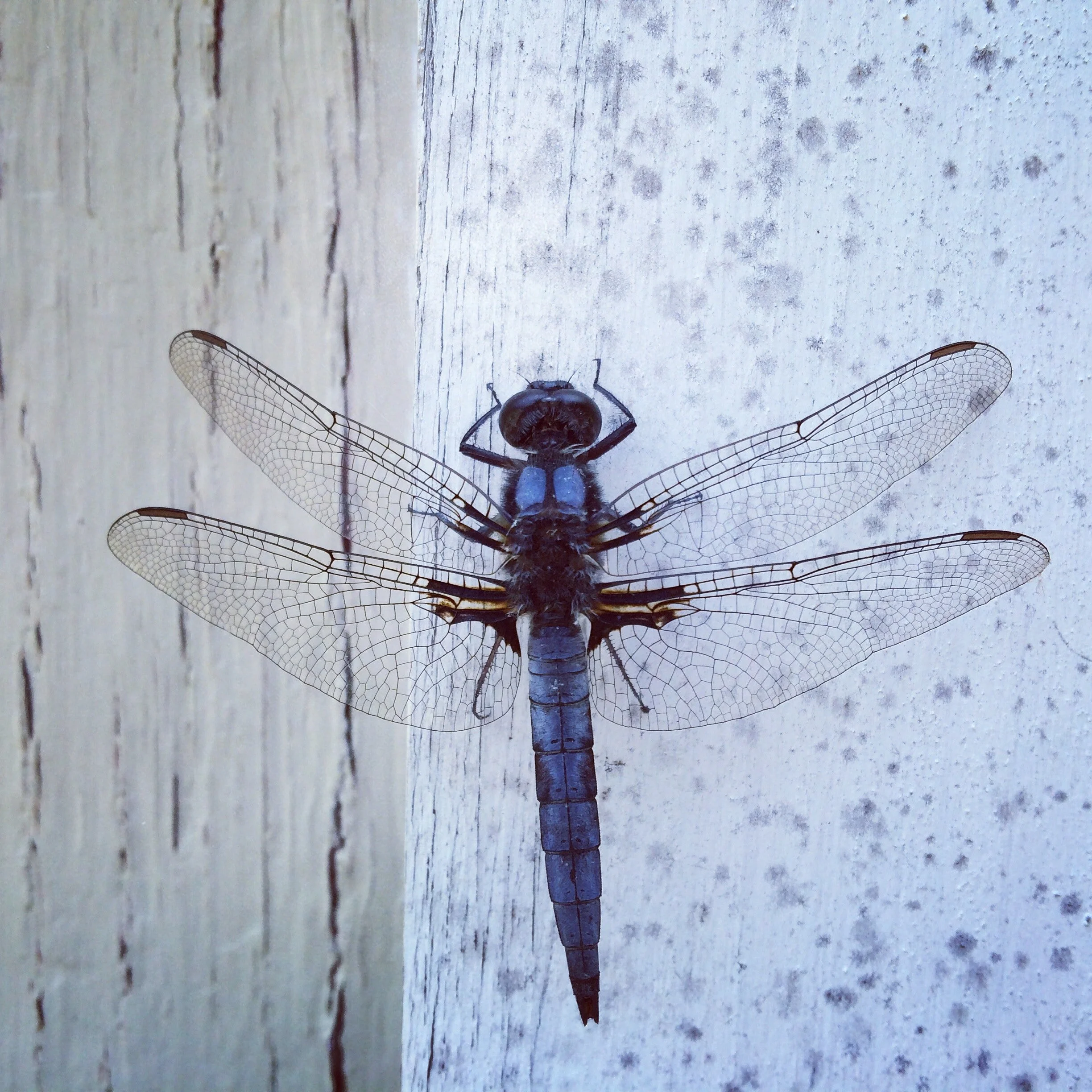 blue-dragonfly-on-wall-816294.jpg
