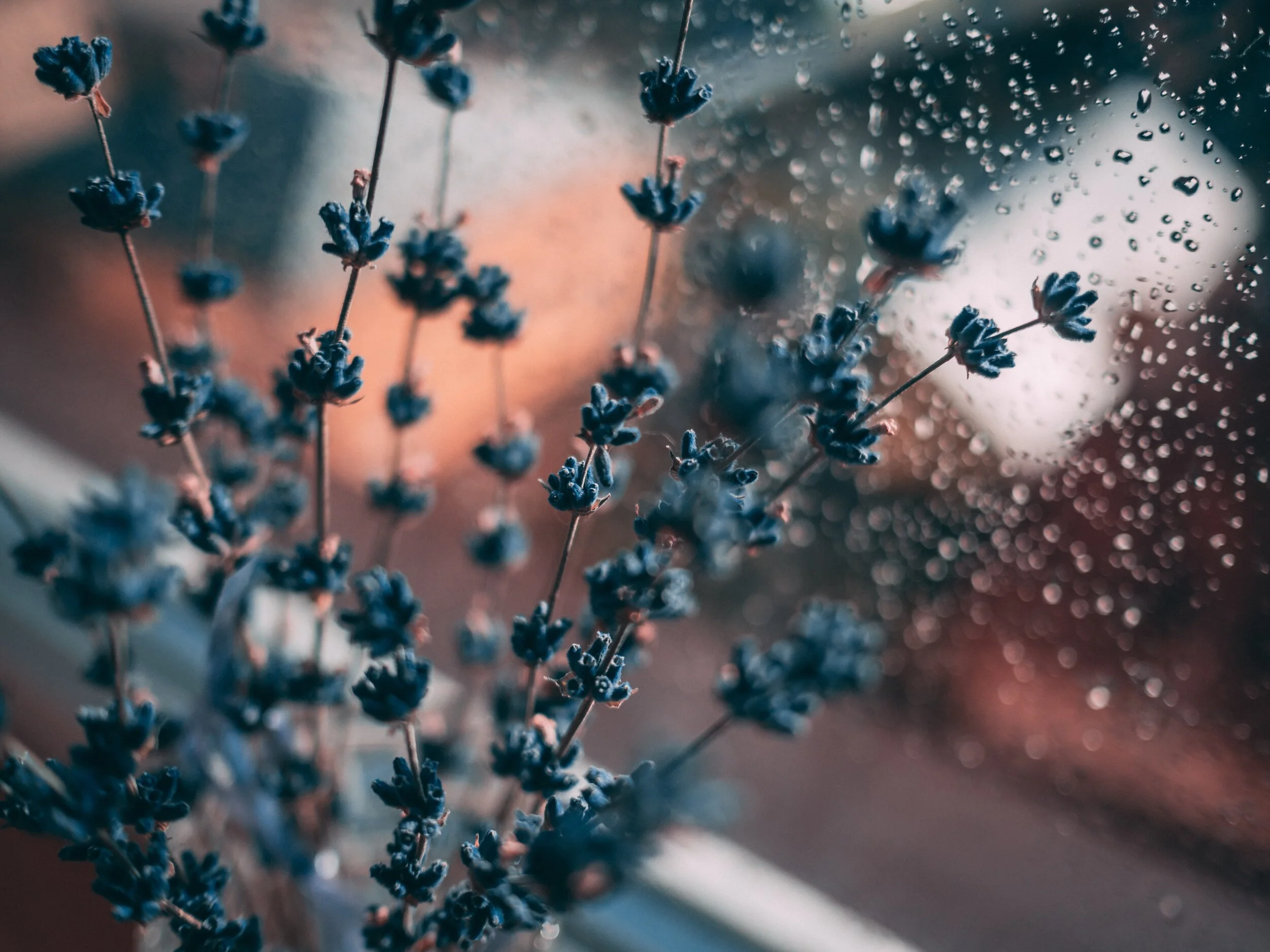 lavender-flower-beside-window-1534993.jpg