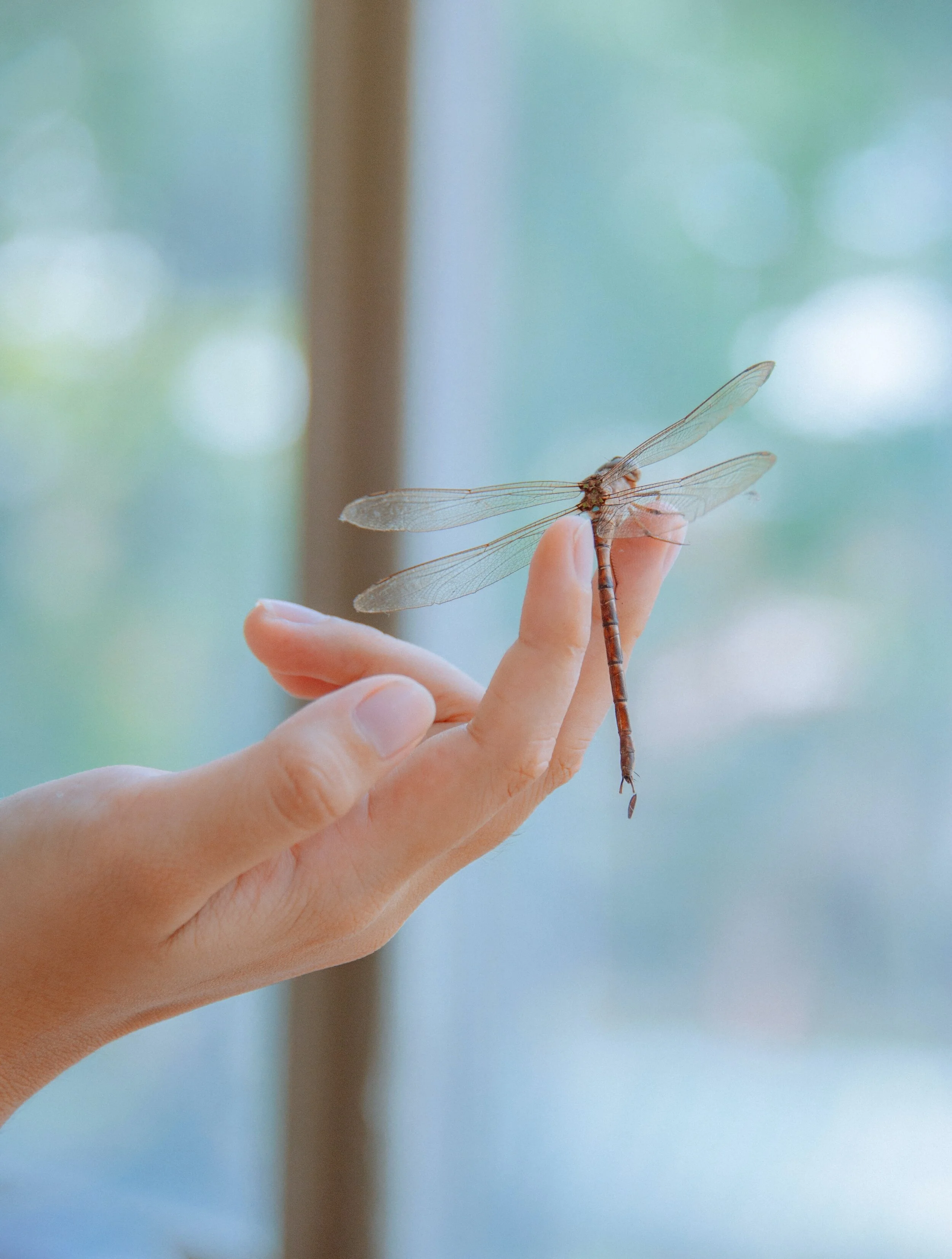 dragonfly and hand.jpg