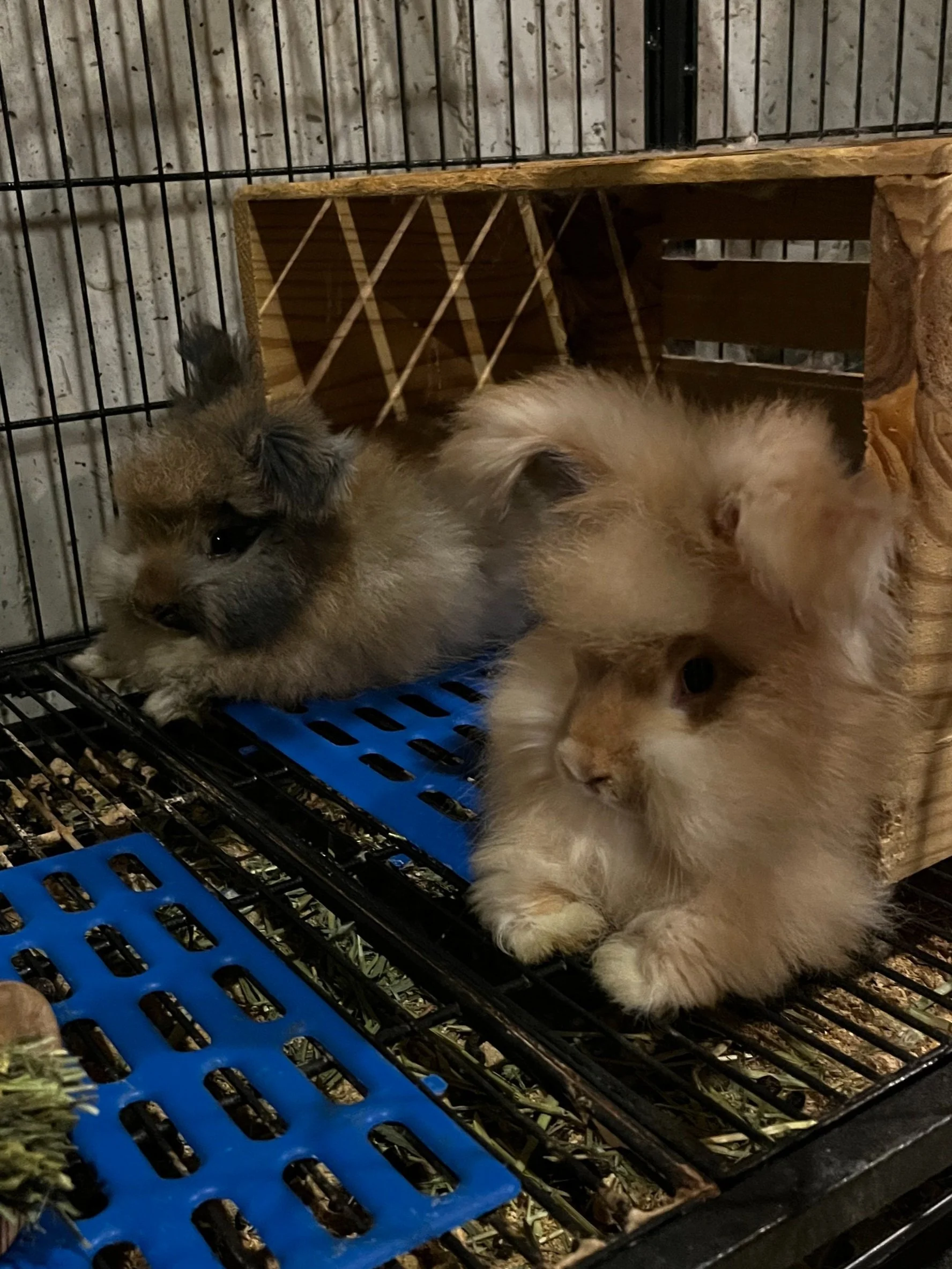 8 weeks old -- Harvey & Waldo