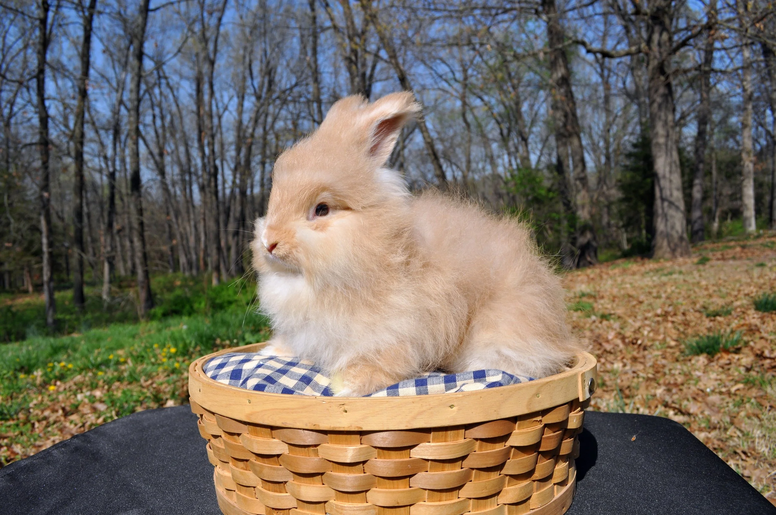 Waldo at 7 weeks. 