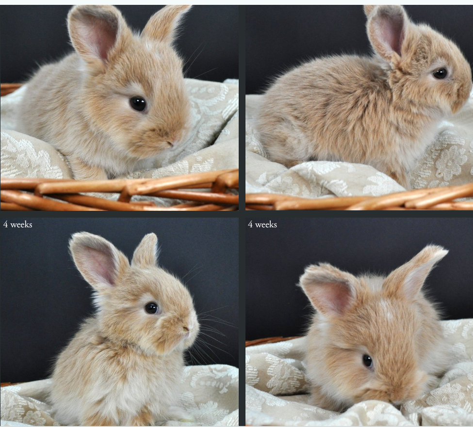 Joining the therapy team -Waldo 4 weeks.