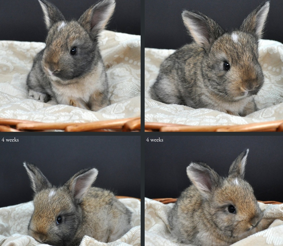 4 weeks -Harvey