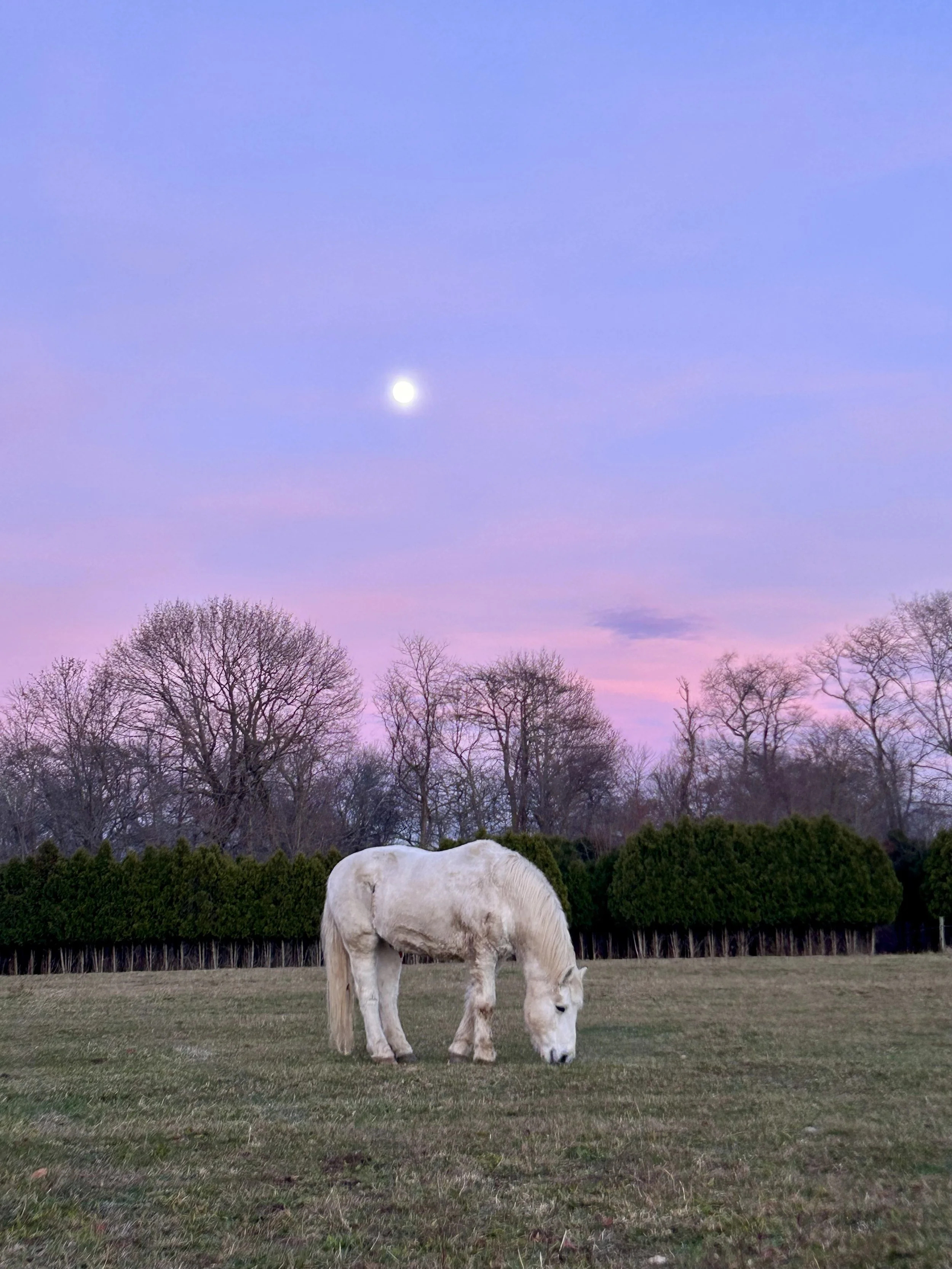 Freedom - A Blue Moon half-day retreat with horses, land, and the heart of the wild