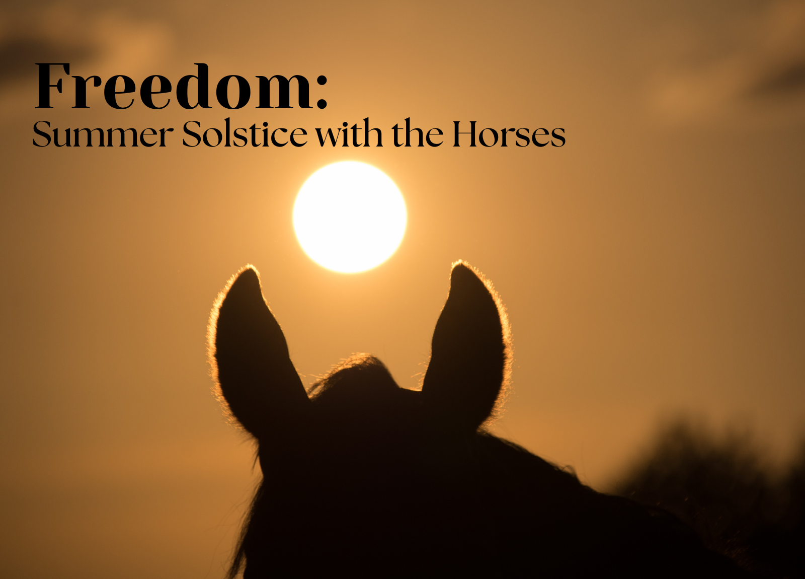 Freedom: Summer Solstice with the Horses 