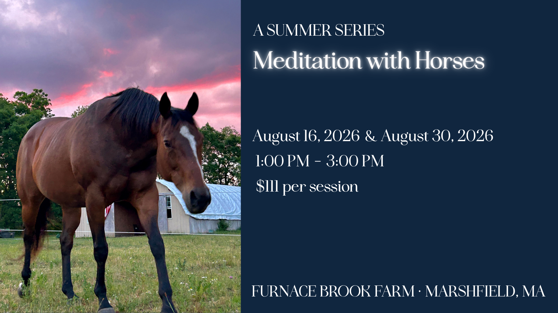 Meditation with Horses, August 16th. 