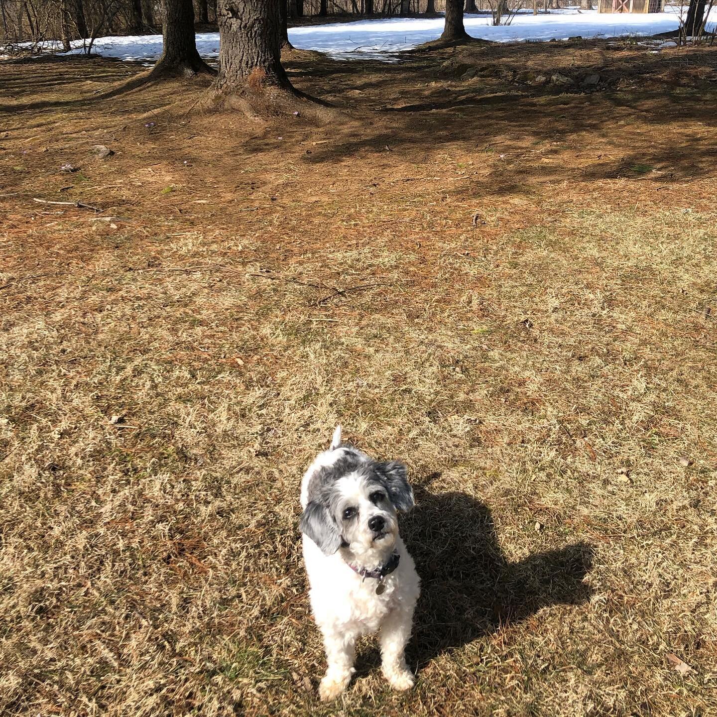 End of winter in NJ. Lucy was loving the (briefly) 60&deg; F day. As was I. (Except the multiple near wipe-outs I had on the muddy areas that seem to have multiplied over the winter...) 

Scroll through for crocuses in the foreground by the tree, and